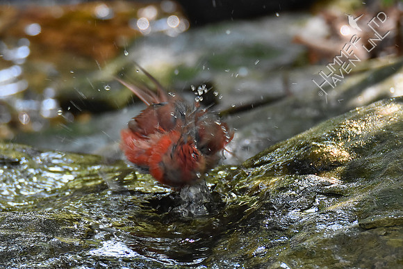 Northern Cardinal juvenile 9-24-17