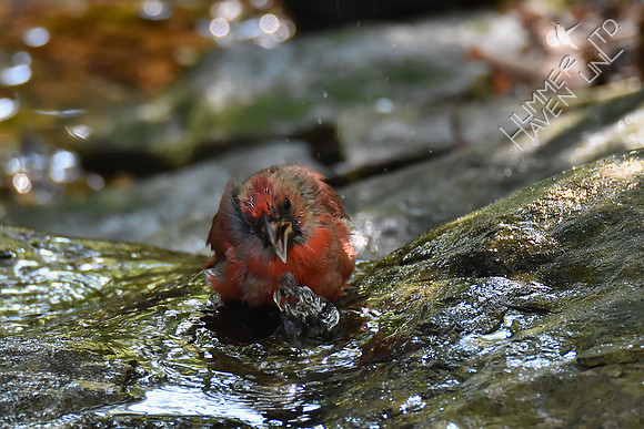 Northern Cardinal juvenile 9-24-17
