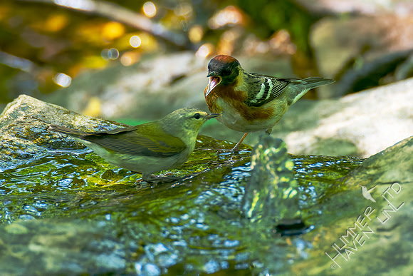5-9-22 Tennessee Warbler and FOY Bay-breasted Warbler