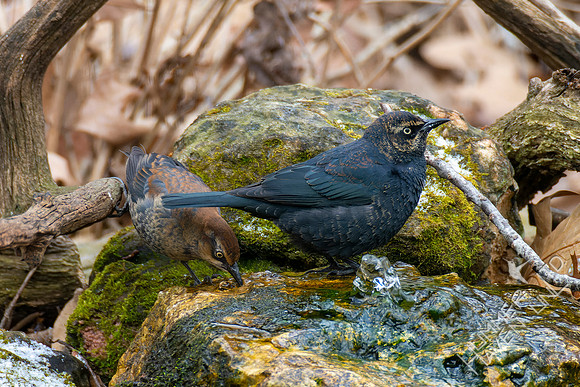 1-28-22 Rusty Blackbirds