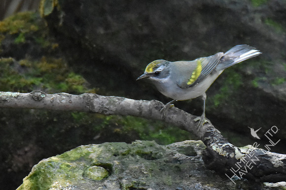 Golden-winged Warbler female 9-26-17