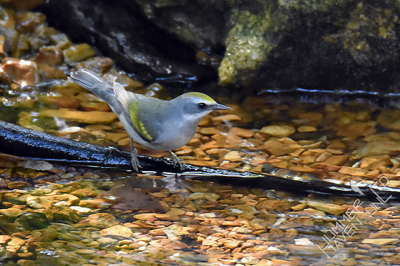 Golden-winged Warbler female 9-26-17