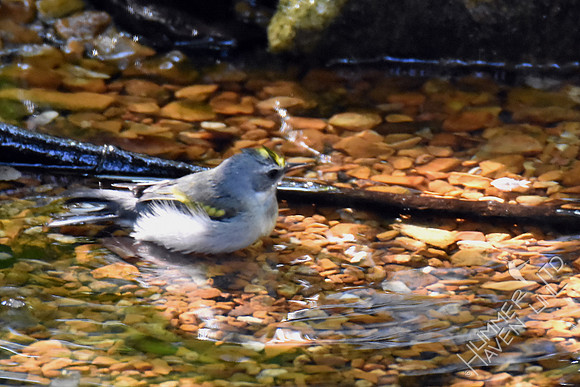 Golden-winged Warbler female 9-26-17