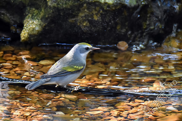 Golden-winged Warbler female 9-26-17
