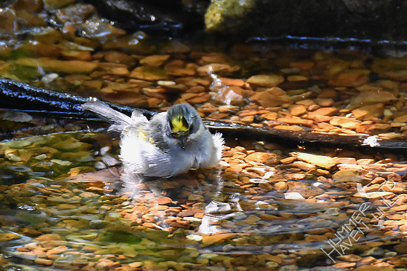 Golden-winged Warbler female 9-26-17