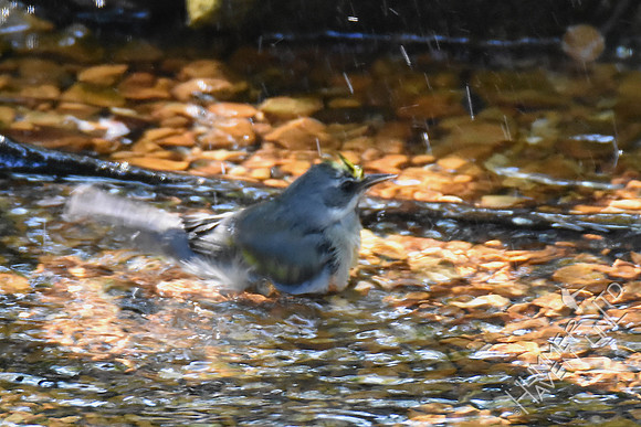 Golden-winged Warbler female 9-26-17