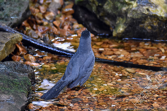 Gray Catbird 9-26-17
