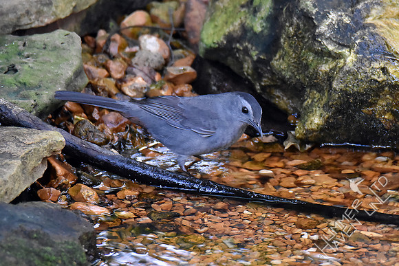 Gray Catbird 9-26-17
