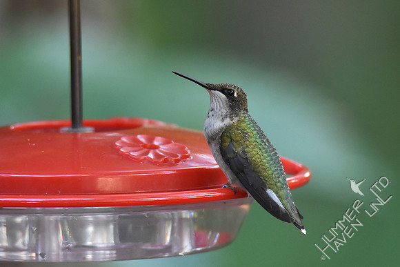 Ruby-throated Hummingbird 9-26-17
