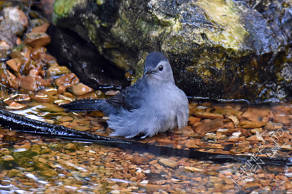 Gray Catbird 9-26-17