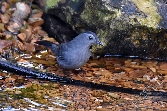 Gray Catbird 9-26-17