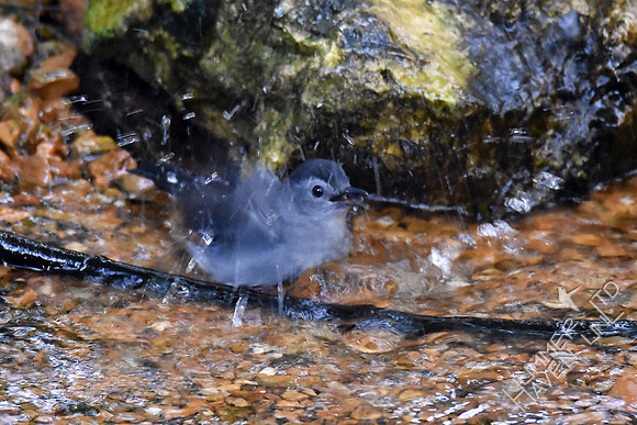 Gray Catbird 9-26-17