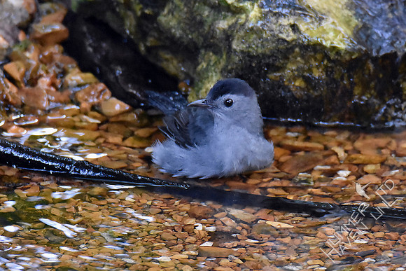 Gray Catbird 9-26-17