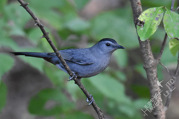 Gray Catbird 9-26-17