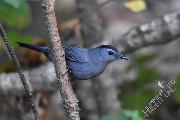 Gray Catbird 9-26-17