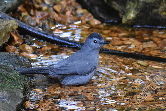 Gray Catbird 9-26-17