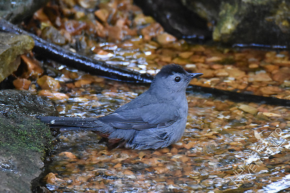 Gray Catbird 9-26-17