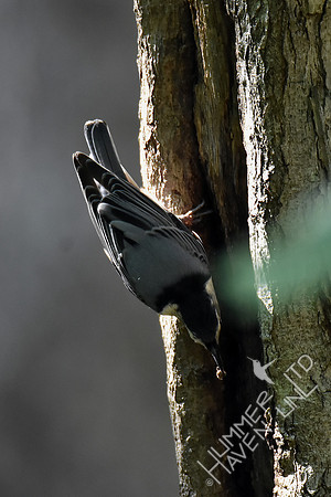 White-breasted Nuthatch 9-25-17