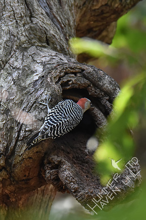 Red-bellied Woodpecker female 9-25-17
