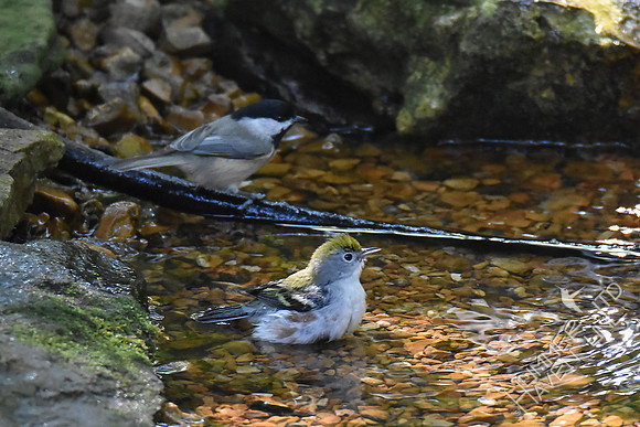 Carolina Chickadee and Chestnut-sided Warbler 9-25-17