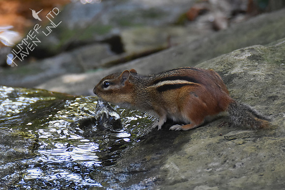 Eastern Chipmunk 9-25-17