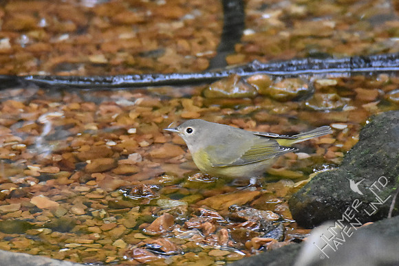 Nashville Warbler 1yF  9-27-17