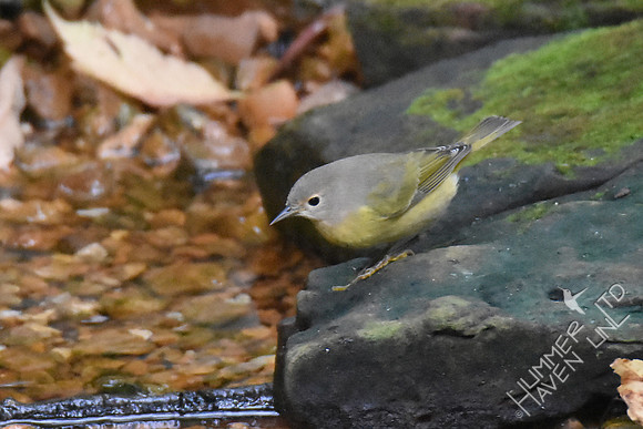 Nashville Warbler 1yF  9-27-17