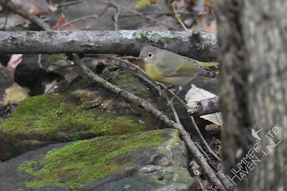 Nashville Warbler 1yF  9-27-17