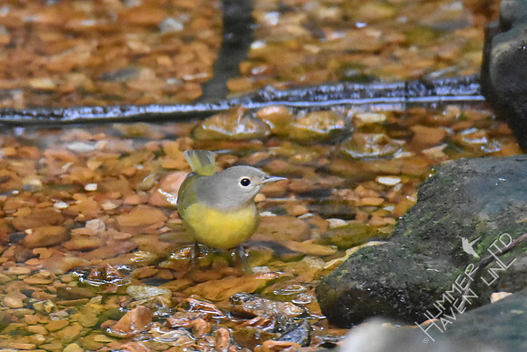 Nashville Warbler 1yF  9-27-17