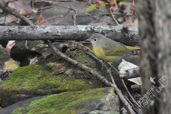 Nashville Warbler 1yF  9-27-17