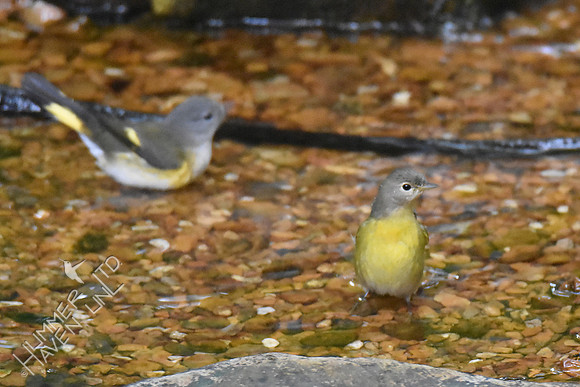 American Redstart and Nashville Warbler 1yF  9-27-17
