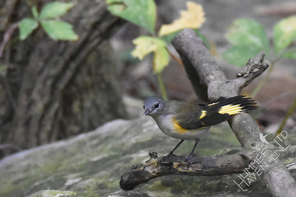 American Redstart 9-27-17