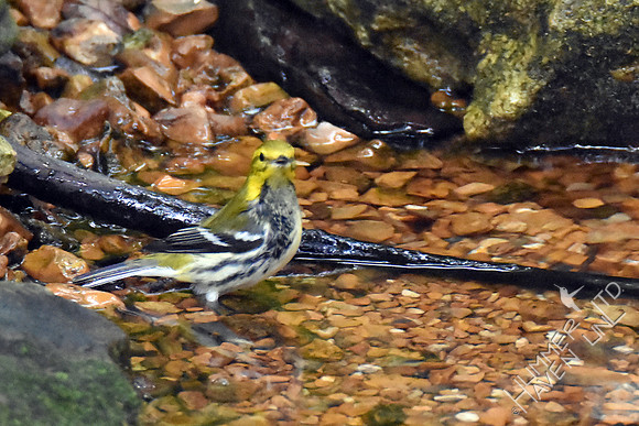 Black-throated Green Warbler 9-27-17