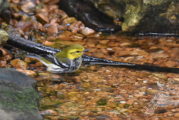 Black-throated Green Warbler 9-27-17