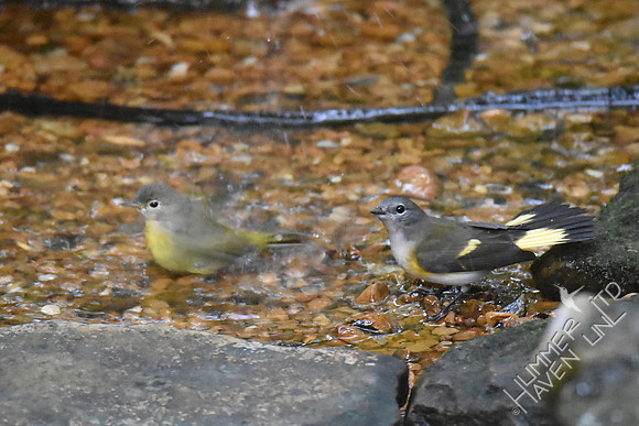 Nashville Warbler 1yF  American Redstart 9-27-17