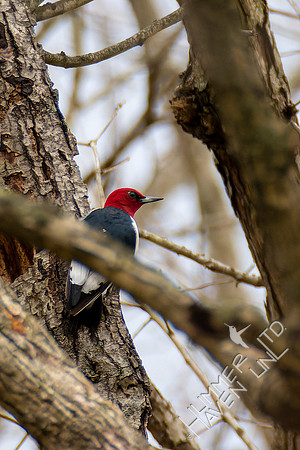 4-13-22 Red-headed Woodpecker juvenile, near adult plumage