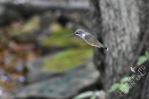 Ruby-throated Hummingbird at the Bubbler 9-28-17