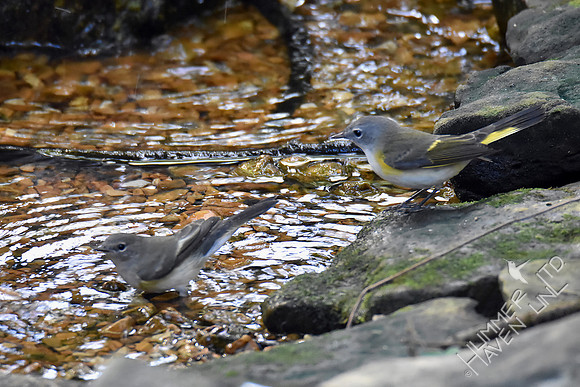 American Redstart 9-28-17