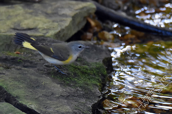 American Redstart 9-28-17