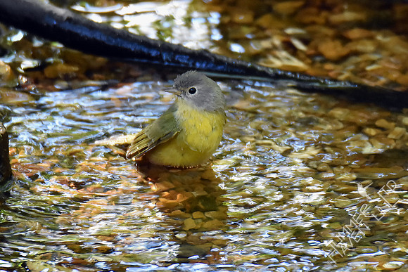 Nashville Warbler 9-28-17
