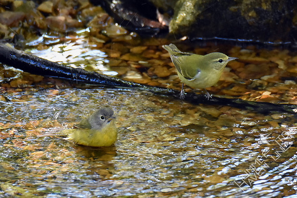 Nashville and Tennessee Warblers 9-28-17