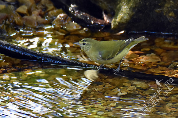 Tennessee Warbler 9-28-17