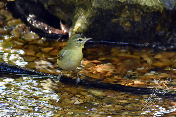 Tennessee Warbler 9-28-17