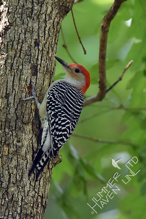 Red-bellied Woodpecker 9-28-17