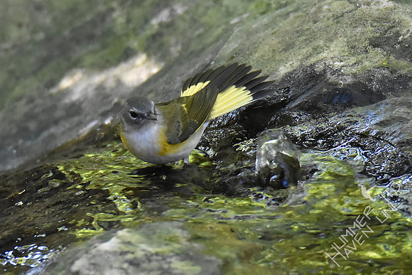 American Redstart 9-28-17