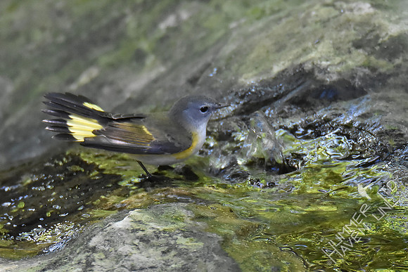 American Redstart 9-28-17