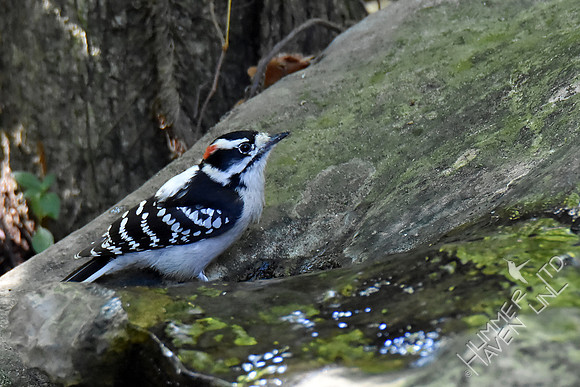 Downy Woodpecker 9-28-17