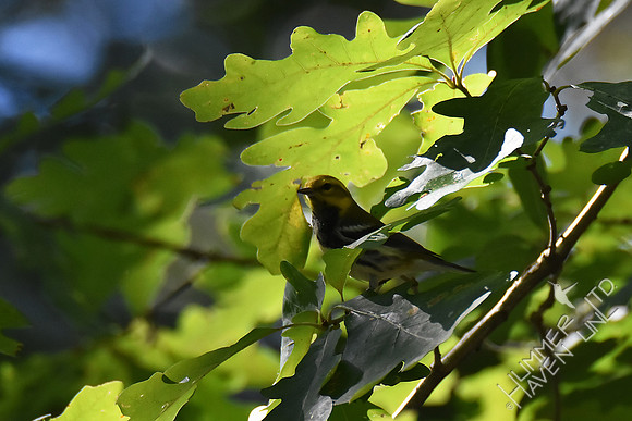 Black-throated Green Warbler 9-28-17