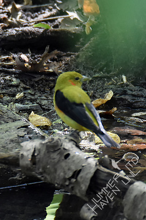 Scarlet Tanager 9-28-17