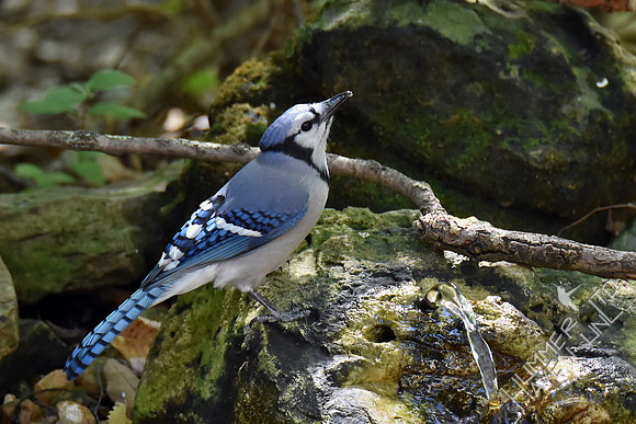 Blue Jay 9-28-17